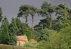 Pine trees against a stormy sky, Salmonby - geograph.org.uk - 44613.jpg