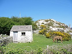 A stable and an elderly horse at Bodafon - geograph.org.uk - 420442.jpg