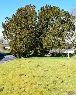 A Churchyard Yew at Newchurch - geograph 4356394.jpg