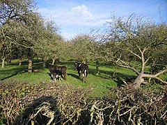 Cows in Orchard - geograph.org.uk - 94917.jpg